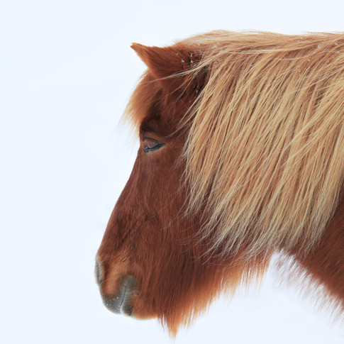 Icelandic Horse.jpeg
