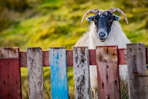 Scottish Gaelic Immersion Courses