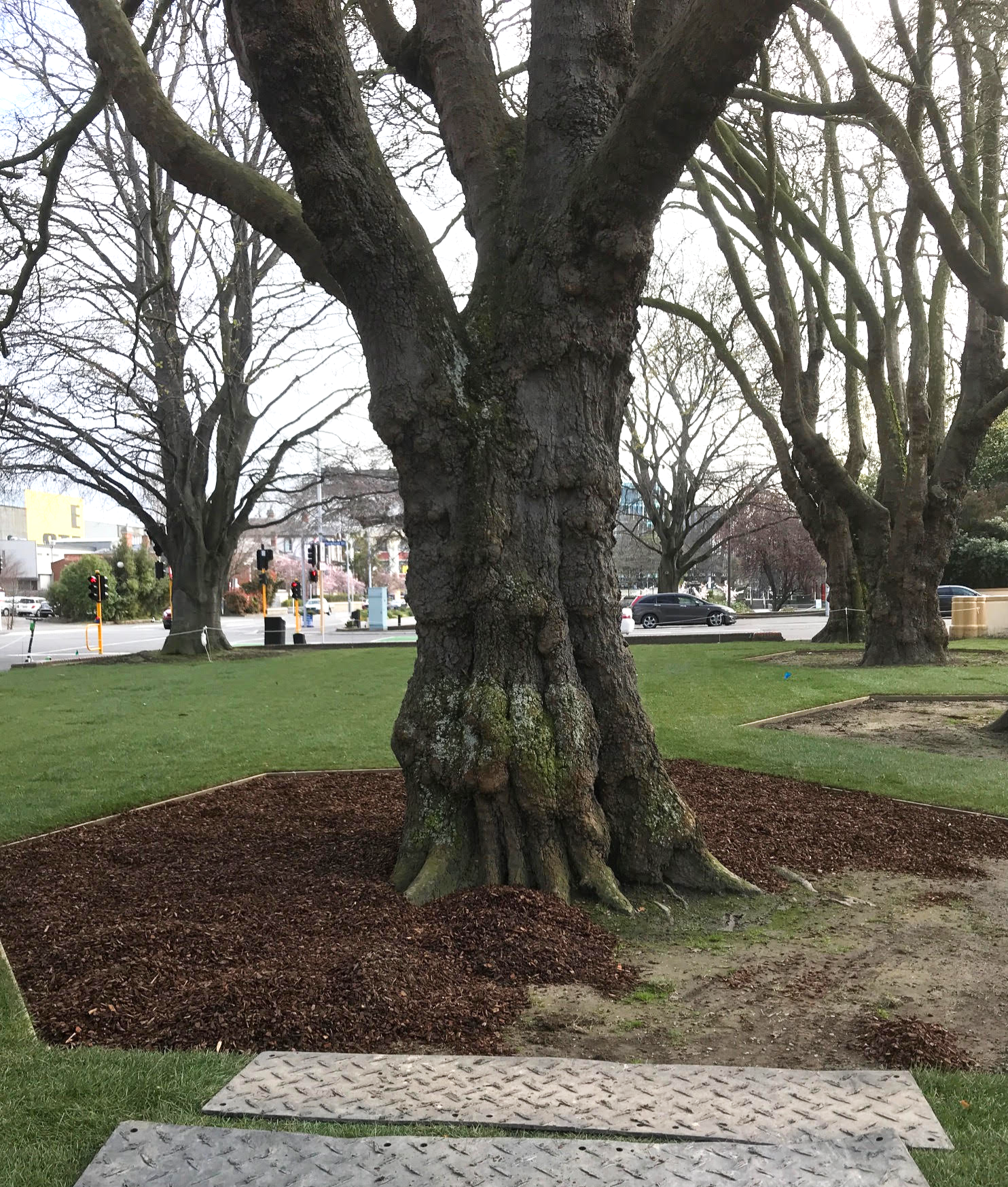 Large Trees Surrounded by Bark (CHCH)
