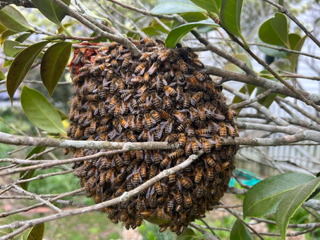 Why Do Bees Swarm?