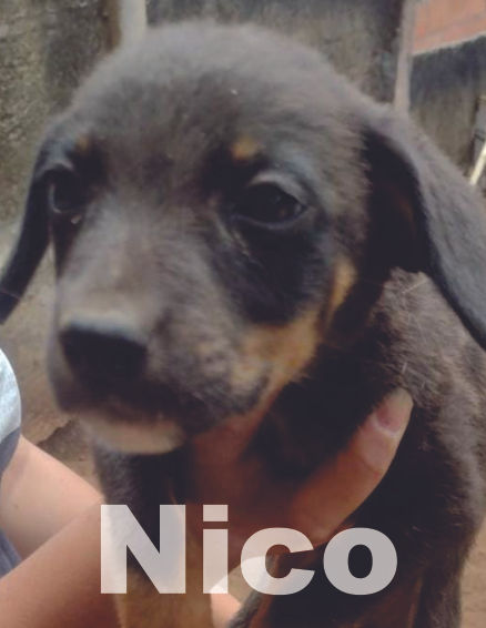 34p - Nico.jpg