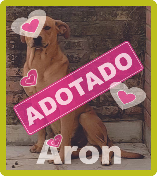 01a - Aron.jpg