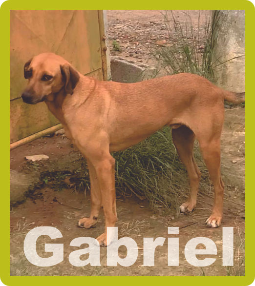 15i - Gabriel.jpg