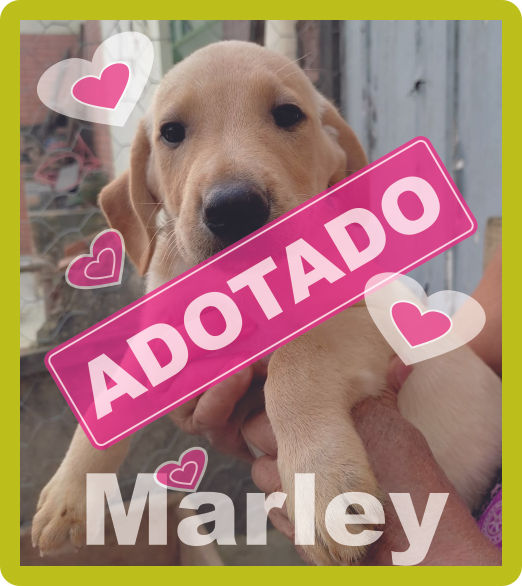 31p - Marley.jpg