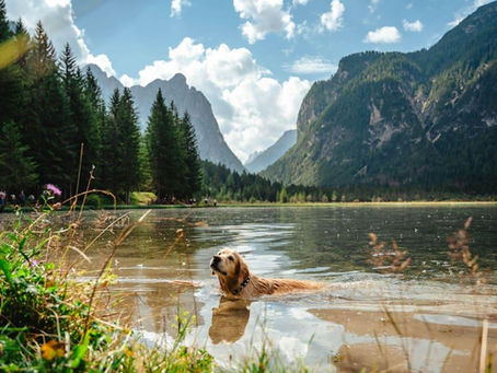 Golden Retriever che nuota in un lago: attenzione alle alghe azzurre