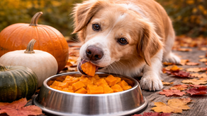 i cani possono mangiare la zucca