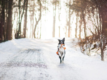 Ti stai chiedendo se il tuo cane ha freddo? Se ha bisogno di un cappotto?