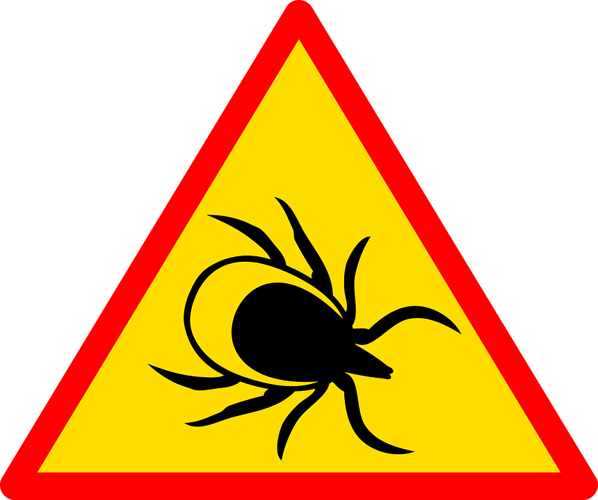 zecche-cane-rimedi