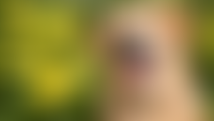 Olio di Enotera un alleato naturale per il benessere di cani e gatti