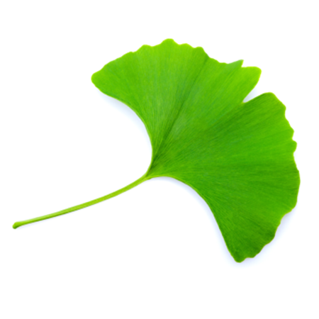 ginko-problemi-cardiaci
