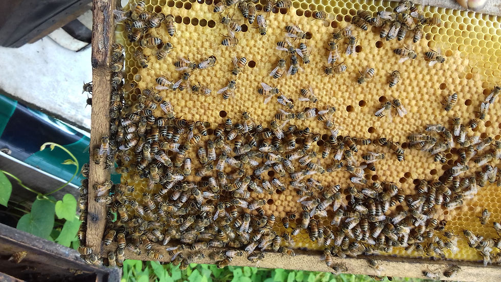 Abejas