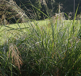 Indian Blanket Flower