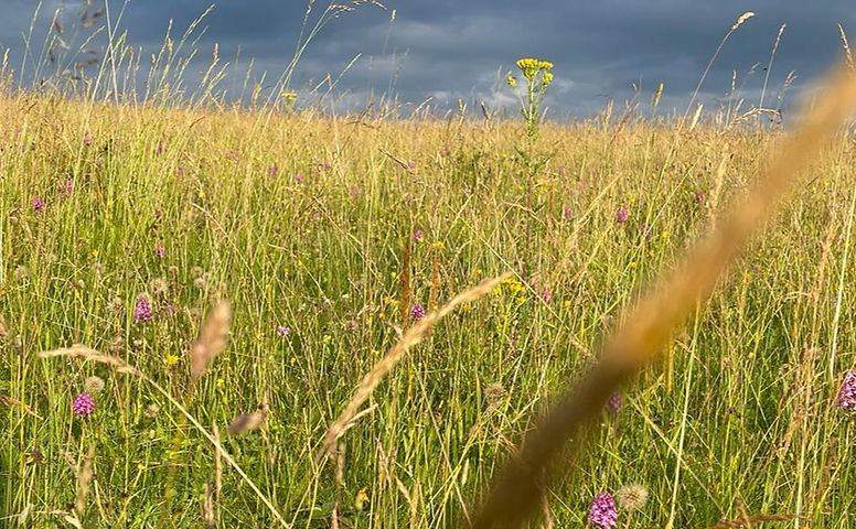 Save Juniper Hill Field