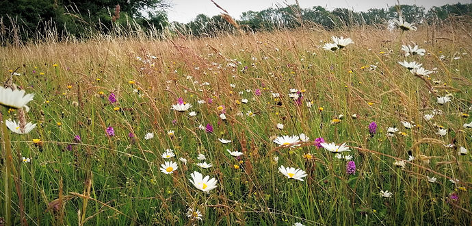 Meadow with Wildflowers IMG_20220701_091836_edited_edited.jpg