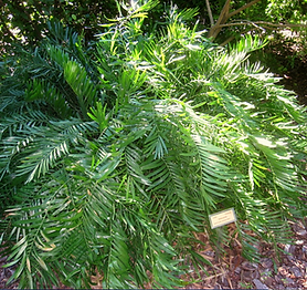 Indian Blanket Flower