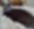 cat.png
