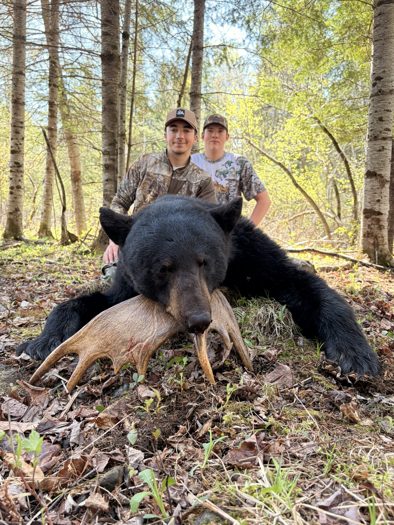 Forfaits de chasse au gros gibier à l'ours noir — Deepwoods Outfitters – Deepwoods Outfitters
