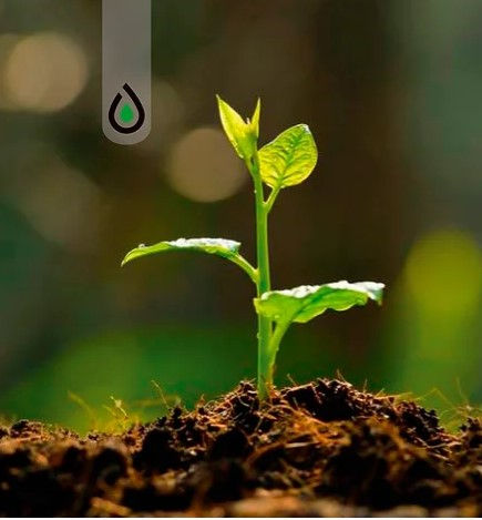 Miniatura: Carbon activado para abono. Abono