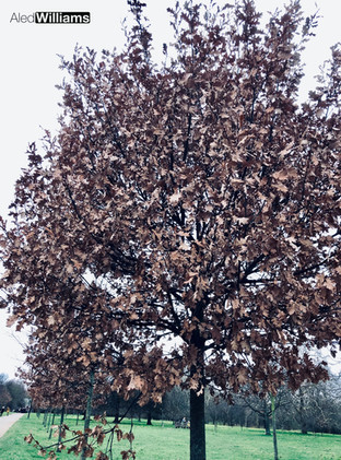 Hyde Park in the Autumn