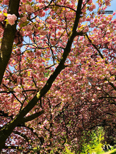 Hyde Park in Bloom