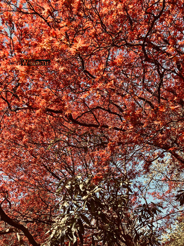 Hyde Park in the Autumn