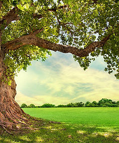 Rooted in Love