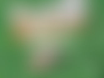 家賃を下げずに入居を決める!付加価値のつけ方