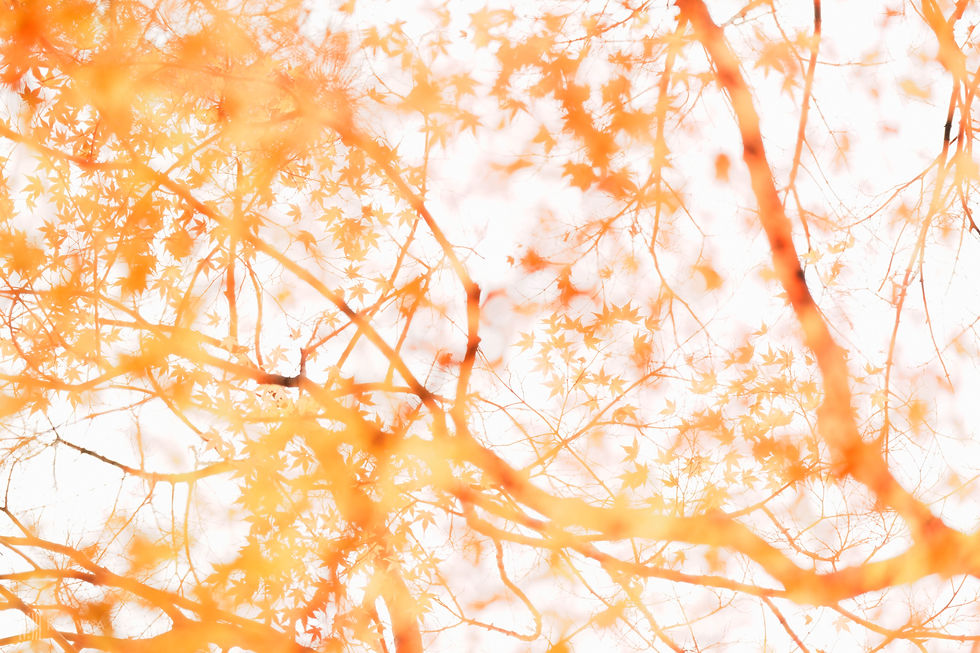 逆光の紅葉の色を枝に被せた表現(撮影:ケイゴ)