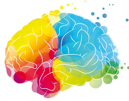 Cerveau.jpeg