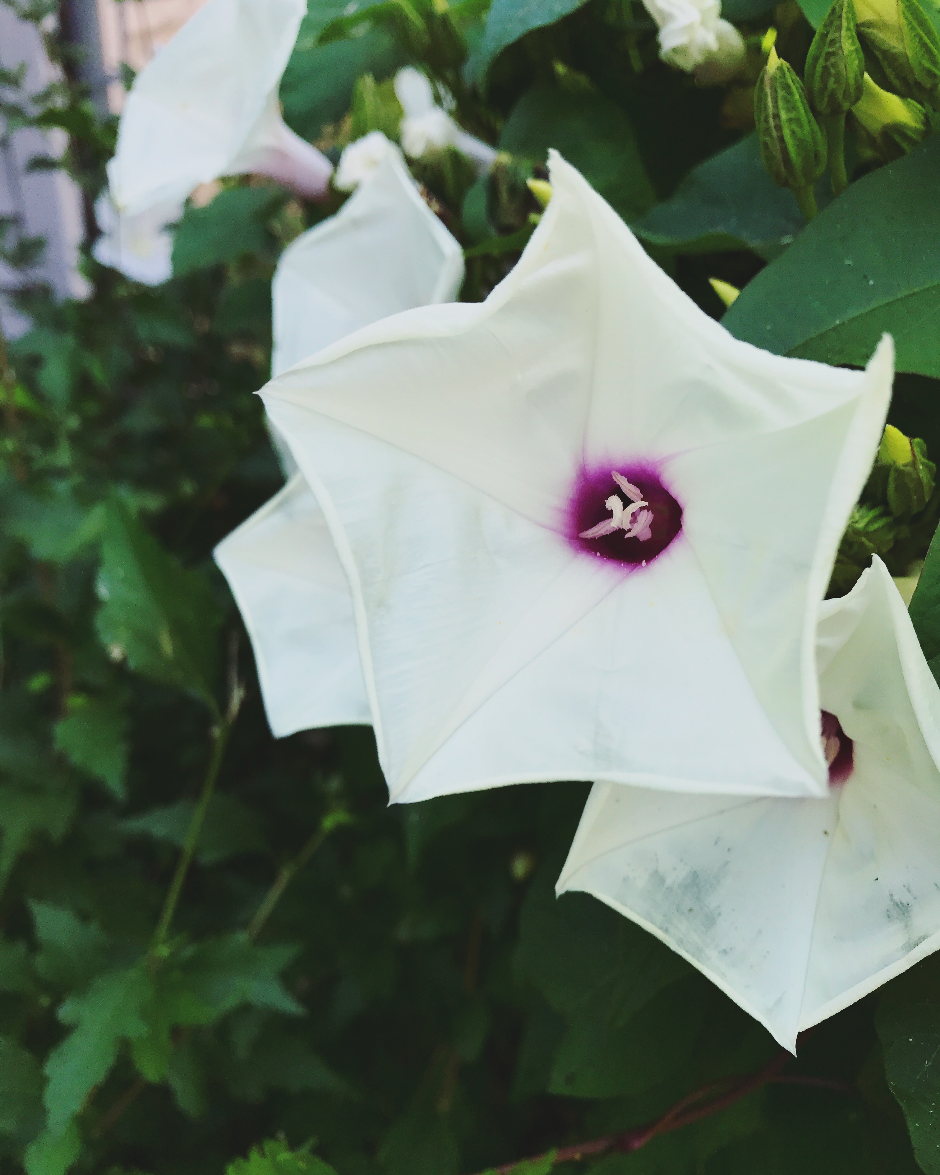 Flora