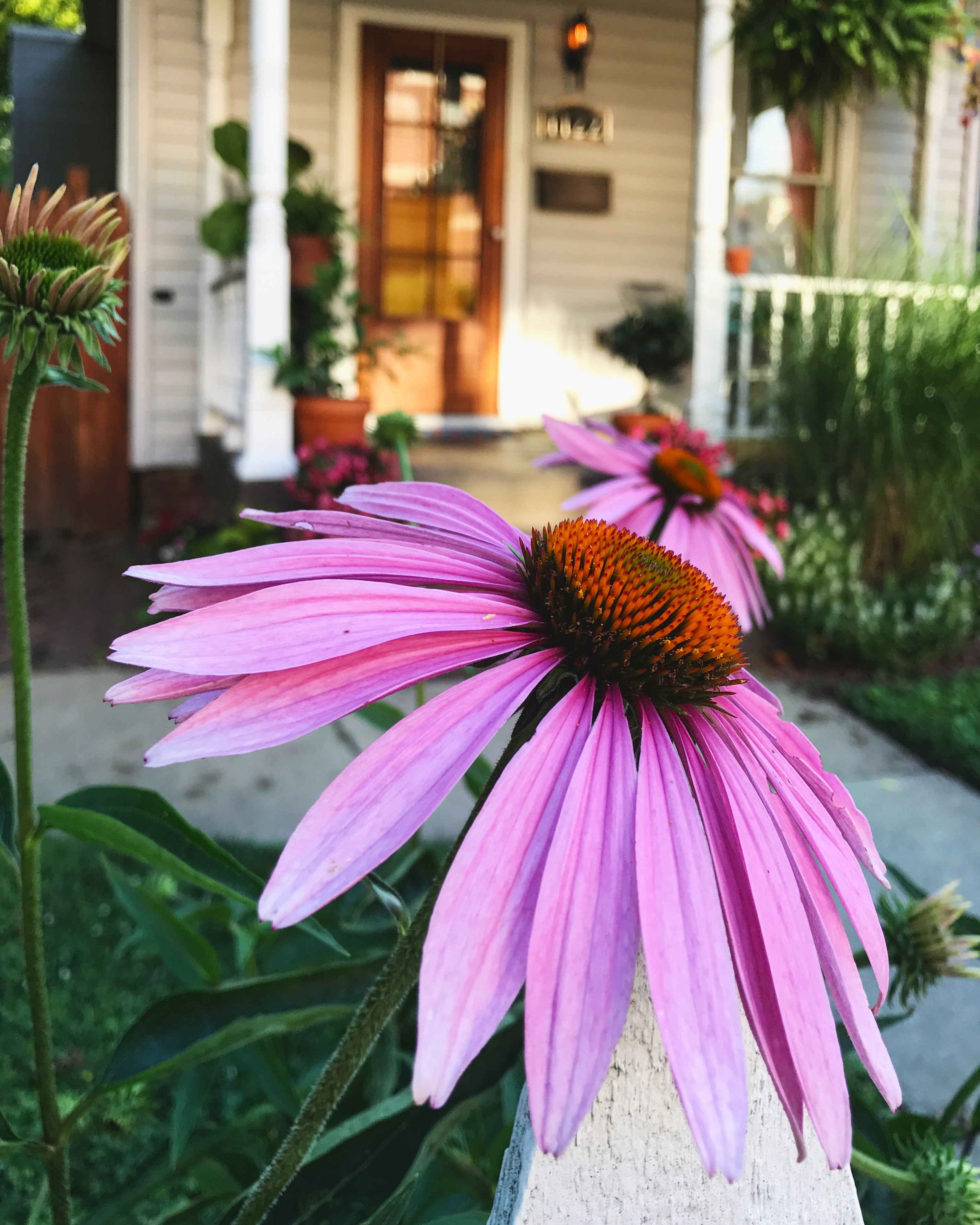 Native Flowers