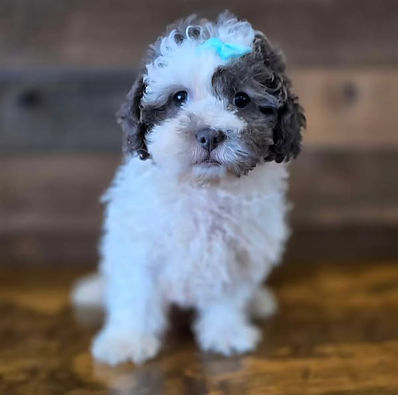 shihpooff.jpg