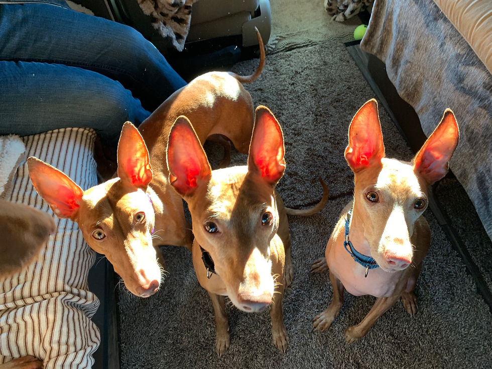 our ears are on fire