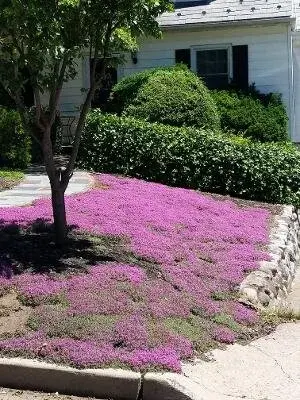 creeping+thyme.webp