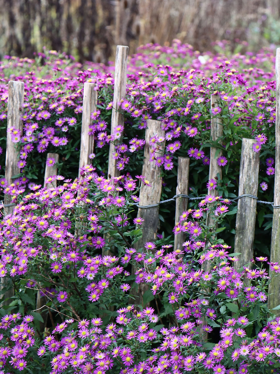 diegartenprofis-herbstastern-7575066_edited.jpg