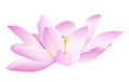 蓮の花