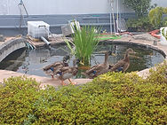 池とカモメ