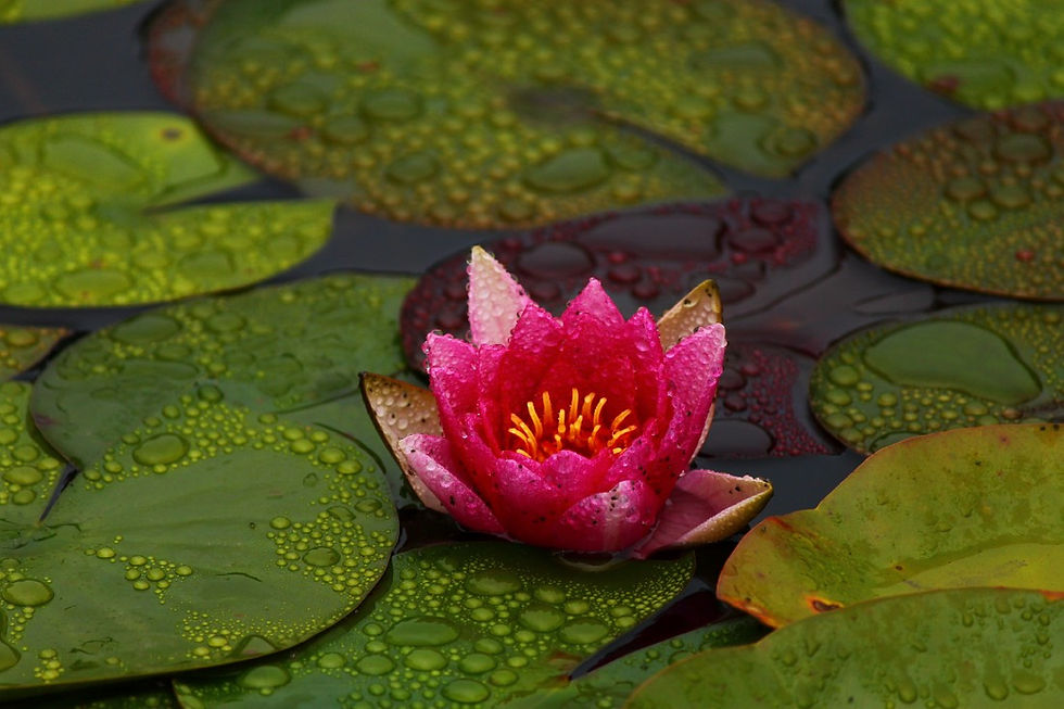 Red Lotus