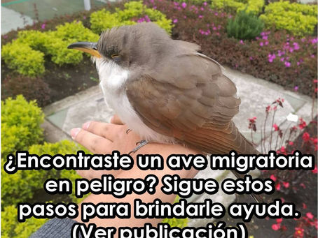 PRIMEROS AUXILIOS para Cuclillos americanos y otras aves migratorias rescatadas.