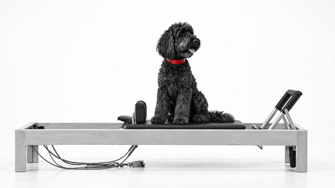 Luna, the black Labradoodle sitting on the carriage of a Pilates Reformer.