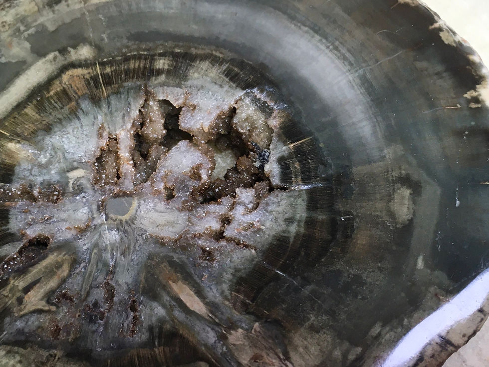 Thumbnail: Petrified Wood - Zimbabwe 