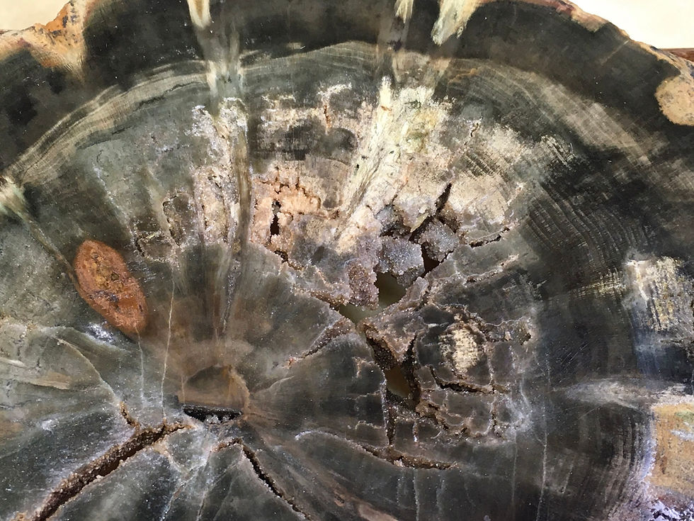 Thumbnail: Petrified Wood - Zimbabwe 