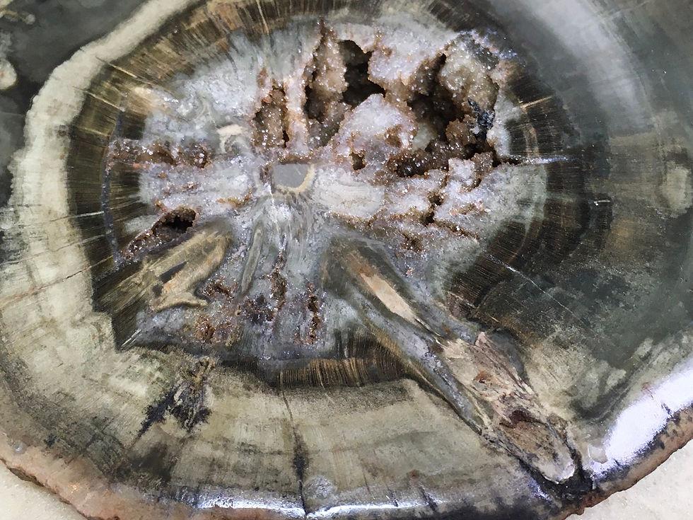 Thumbnail: Petrified Wood - Zimbabwe 