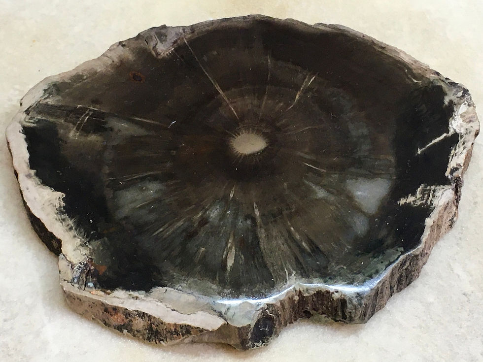 Thumbnail: Petrified Wood - Zimbabwe 