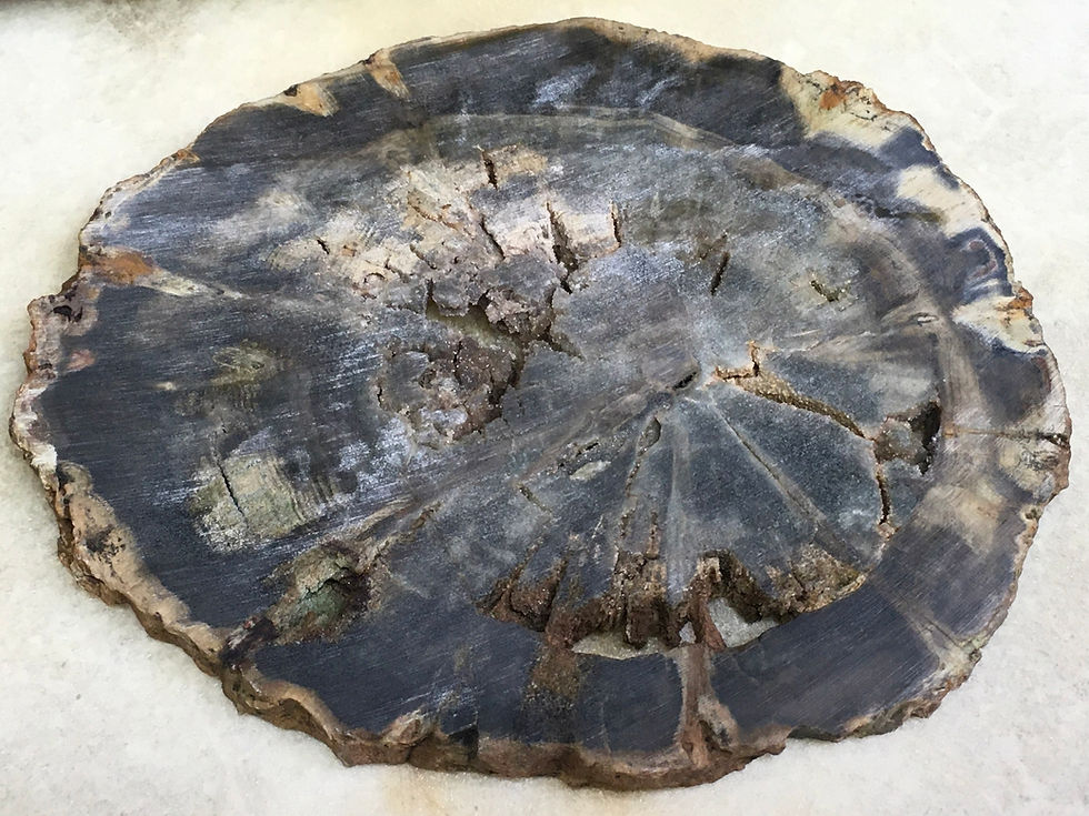 Thumbnail: Petrified Wood - Zimbabwe 