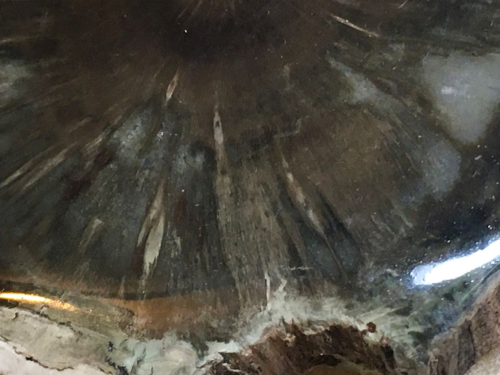 Thumbnail: Petrified Wood - Zimbabwe 