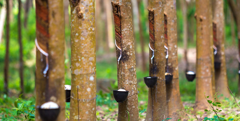 rubber-tree-bowl-filled-with-latex.jpg