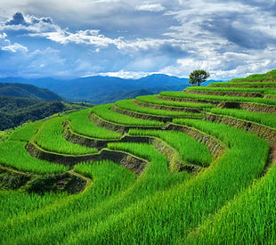 rice-terrace
