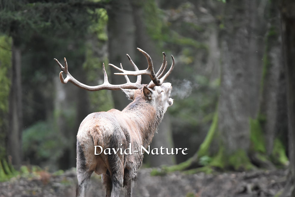 Brame du cerf