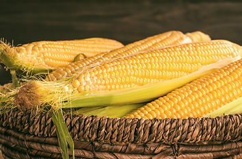 shutterstock_1142617478_edited_edited.jpg